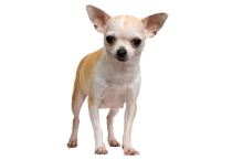 Τσιχουάουα - Chihuahua