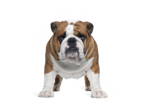 Αγγλικό Μπουλντόγκ - English Bulldog
