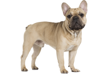 Γαλλικό Μπουλντόγκ - French Bulldog