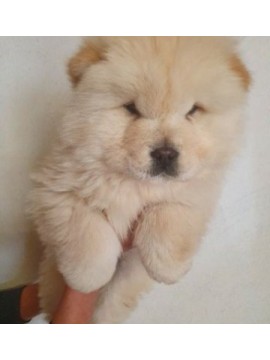 Chow chow special white