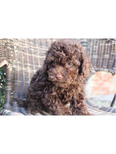 Poodle chocolate toy